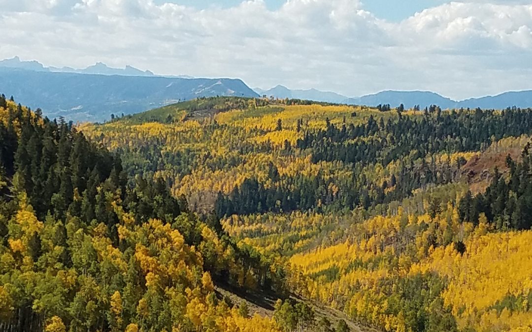 Guided Elk Hunt in Colorado’s Breathtaking Wilderness